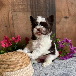 Versace - Chocolate, tan and white male Yorkshire Terrier puppy in Howe, Oklahoma from Ray Holder