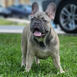 Ms. WIGGLES - French Bulldog puppy in Orlando, Florida from Phenomenal Frenchies