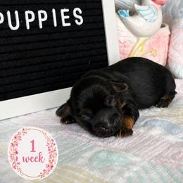 Opal - Black and gold female Shorkie puppy in Charleston, West Virginia from Mountain State Puppies