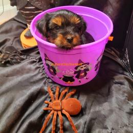 Yorkshire Terrier Puppies from Port City Yorkies LLC