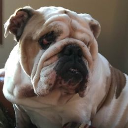 Labrador Retrievers and Olde English Bulldogges from Cold spring Labradors