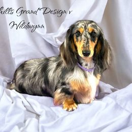 Houston - Dachshund