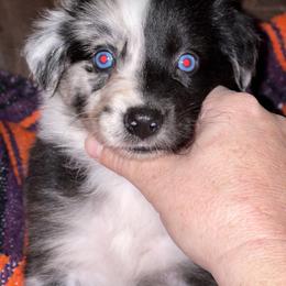 Amara - Australian Shepherd puppy from Wagon Wheel Aussies and Corgi’s