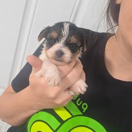 Parti Boy - Parti male Yorkshire Terrier puppy in Lakeland, Florida from You Me & The Yorkies