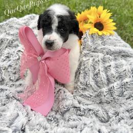 Girl ONE - Parti female Poodle puppy in Detroit, Michigan from QaeQaePups LLC