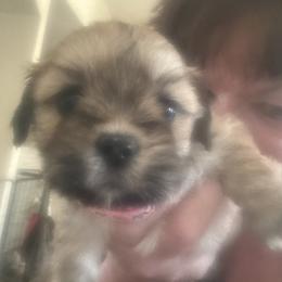 Akc girl 3 Hot pink girl - Cream female Lhasa Apso puppy in Chico, California from Lhasa Apsos of northern Ca . Biewer terriers of northern California