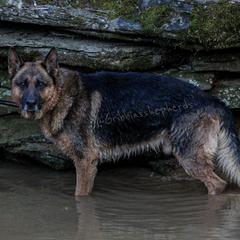 German Shepherds from Gribbins Southern Shepherds