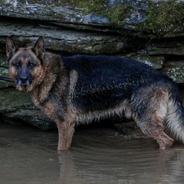German Shepherds from Gribbins Southern Shepherds