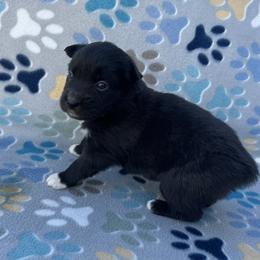Girl 1 - Black & white female Australian Shepherd puppy in Oklahoma from DRB Dachshunds