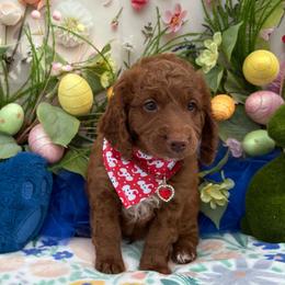 Parker (Red) - Red  male Goldendoodle puppy in Miami, Florida from Katy's Toy Poodles & Doodles