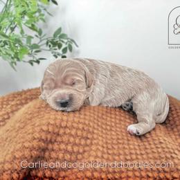 Braylee - Apricot female Goldendoodle puppy in Madisonville, Kentucky from Carlie and Co. Goldendoodles