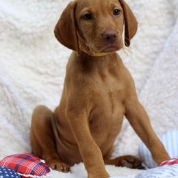Stars - Golden rust female Vizsla puppy in Bloomington, Indiana from Envizion