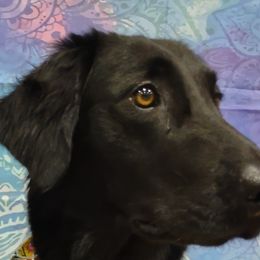 Flat-Coated Retriever All Grown Up from PrairieFlats