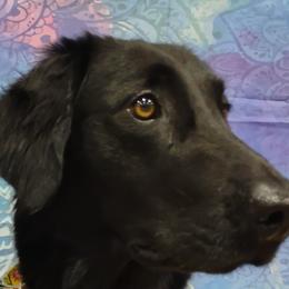 Flat-Coated Retriever All Grown Up from PrairieFlats