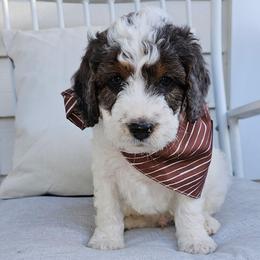 Sour Patch Kid - Grey and white male Bernedoodle puppy in Decatur, Georgia from So Adoodable