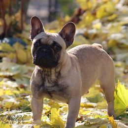 Serene - French Bulldog
