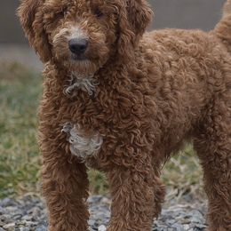 Bernedoodles and Goldendoodles from Snuggle Me Doodles