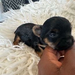 Max - Black and tan male Yorkshire Terrier puppy in Selden, New York from Alisha's Yorkshire Terriers