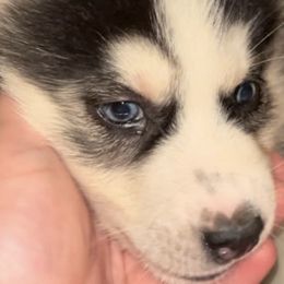 Siberian Huskies from Childree's Huskies