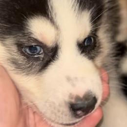 Siberian Huskies from Childree's Huskies