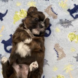 Boy 1 - Brindle and white Shih Tzu puppy in Palm Bay, Florida from Liza's Shih Tzus