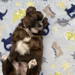 Boy 1 - Brindle and white Shih Tzu puppy in Palm Bay, Florida from Liza's Shih Tzus