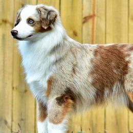 Miniature American Shepherds and Miniature Australian Shepherds from Taylor Made Aussies  & Taylor Made Miniature American Shepherd
