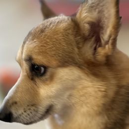 Foxy - Pembroke Welsh Corgi