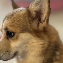Foxy - Pembroke Welsh Corgi