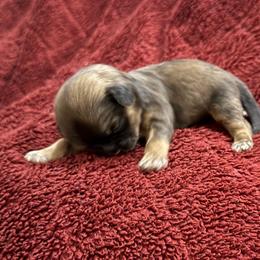 AKC-NALA - Sable female Shih Tzu puppy in Paintsville, Kentucky from Molly B's ShihTzus