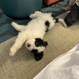 Goose - Black and white male Bernedoodle puppy in Douglas, Arizona from Starry-Eyed Mini Aussies with Tails