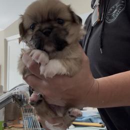 Hank Wiggliams - Fawn sable male Pekingese puppy in Grass Valley, California from Northridge Pekingese