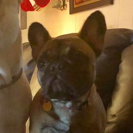 Josie - French Bulldog