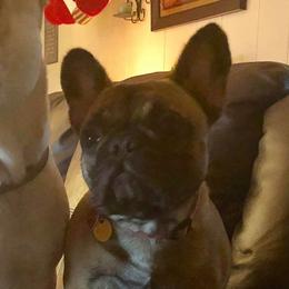 Josie - French Bulldog