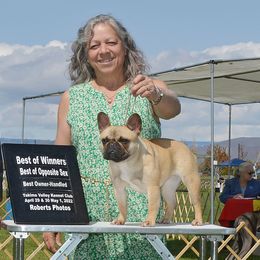 CaraLou - French Bulldog