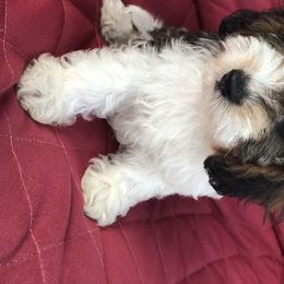 Cavalier King Charles Spaniel and Cavapoo Puppies from VITPOM PUPPIES