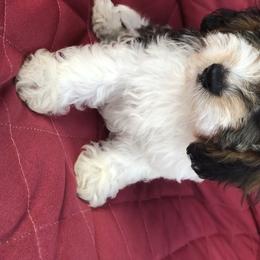 Cavalier King Charles Spaniel and Cavapoo Puppies from VITPOM PUPPIES