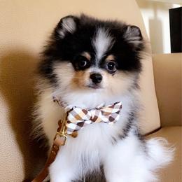 Ziggy - Pomeranian