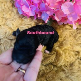 Pink - Black female Poodle puppy in Leoma, Tennessee from Southbound Kennel