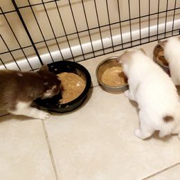 Siberian Husky Puppies from Vixen Siberians