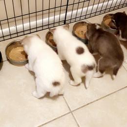 Siberian Husky Puppies from Vixen Siberians