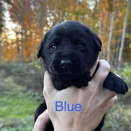 Blue - Black male Labrador Retriever puppy in Lawton, Michigan from DuckAlly Kennel