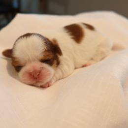 Maizie - Black gold and white female Shih Tzu puppy in Providence, Rhode Island from All4Paws