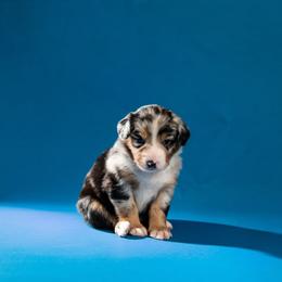 Barbie - Blue merle female Australian Shepherd puppy in Davenport, Florida from Polkaussies