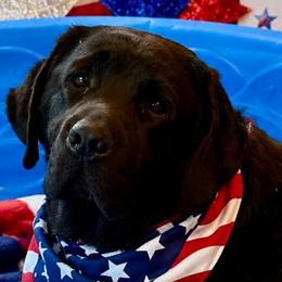 Paris - Black female Labrador Retriever puppy in Davenport, New York from New England Premier English Labradors