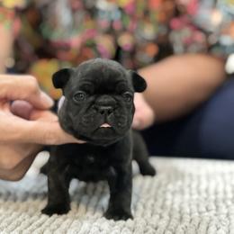French Bulldog Puppies from Desert Madness Frenchies