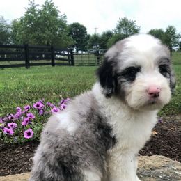 Goldendoodle and Sheepadoodle Puppies from IE Family Doodles