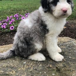 Goldendoodle and Sheepadoodle Puppies from IE Family Doodles