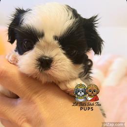 Lottie - Black and white female Shih Tzu puppy in Walkertown, North Carolina from Lil’ Bit’s Shih Tzu