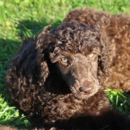 Poodle Puppies from RK'S Pets
